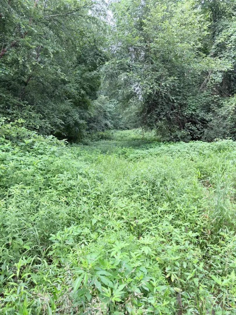 56 Acres in Van Buren County, AR 