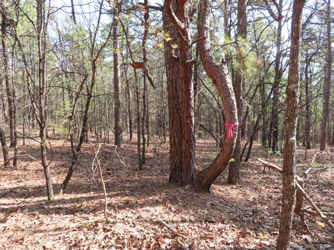 5 Acres Off Grid Hunting Camping, Hiking