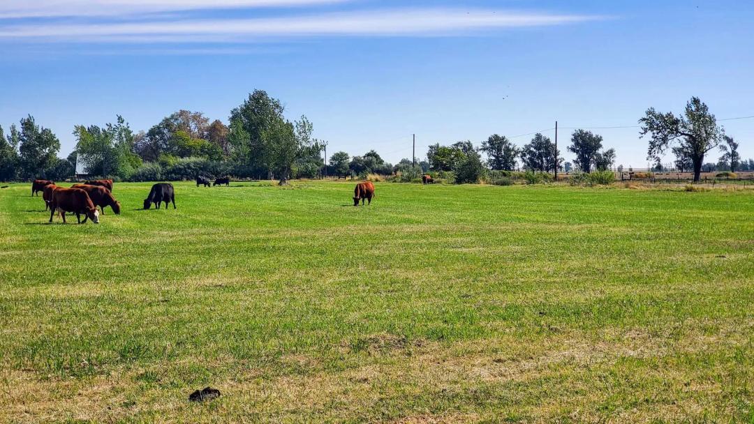 38.8 +/- Acres - Boardman, Oregon