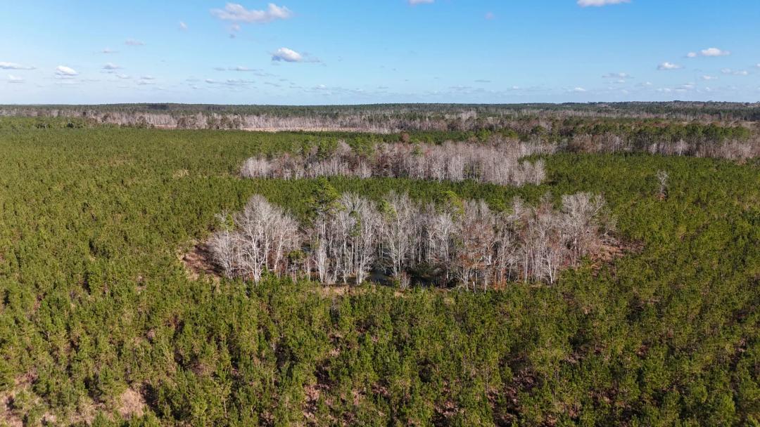 Horse Creek and Pines