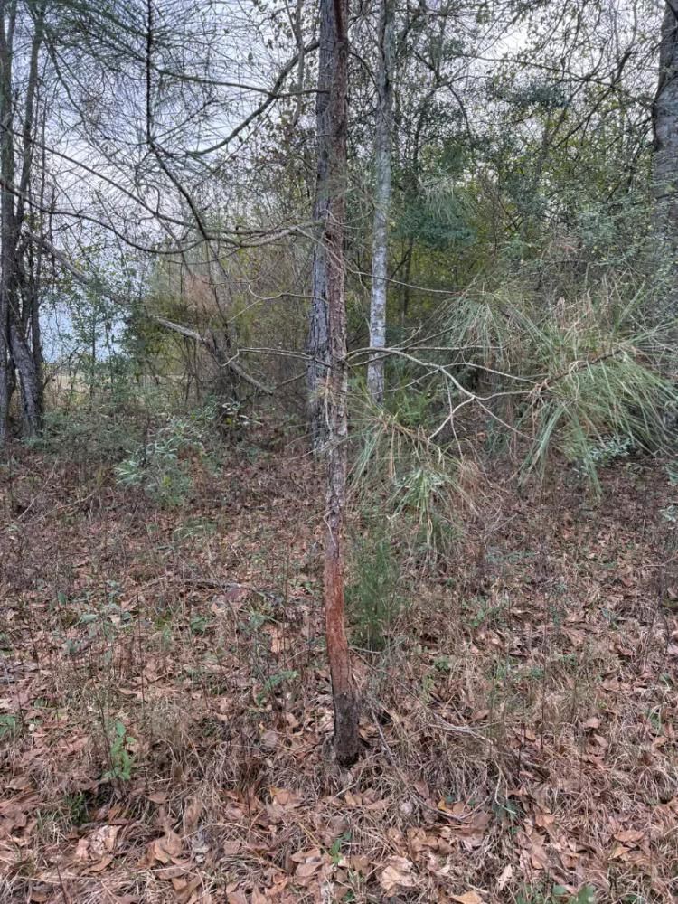 LOT 2 COUNTY LINE RD, SUMMIT, MS 39666