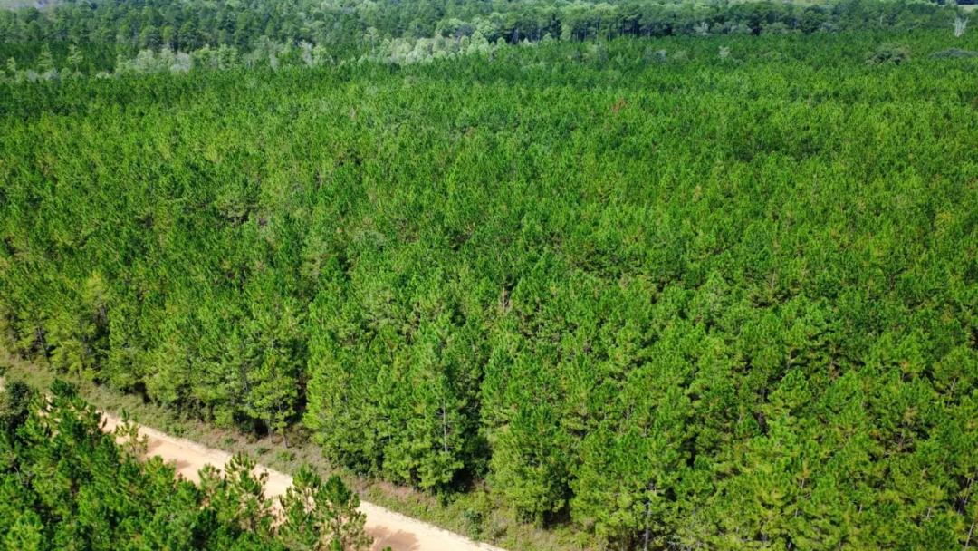 12 Acre Recreation & Homesite Potential in Ben Hill Co.