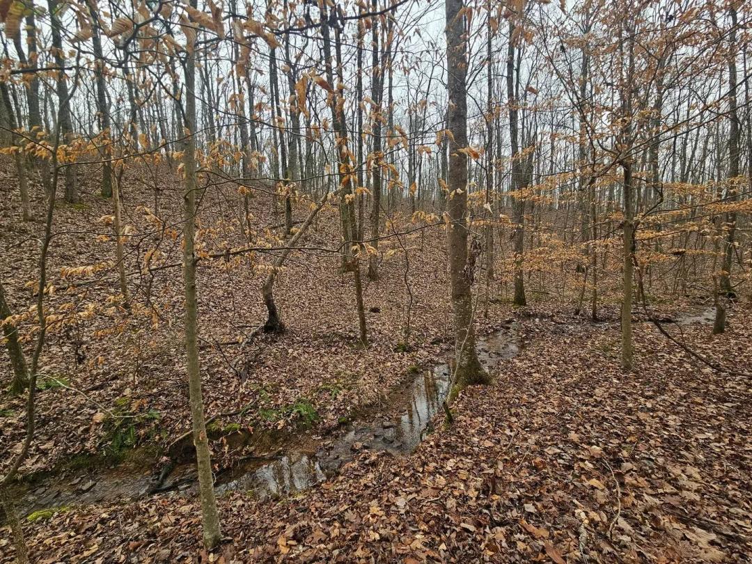 Toney Tract 13 Wooded Acres