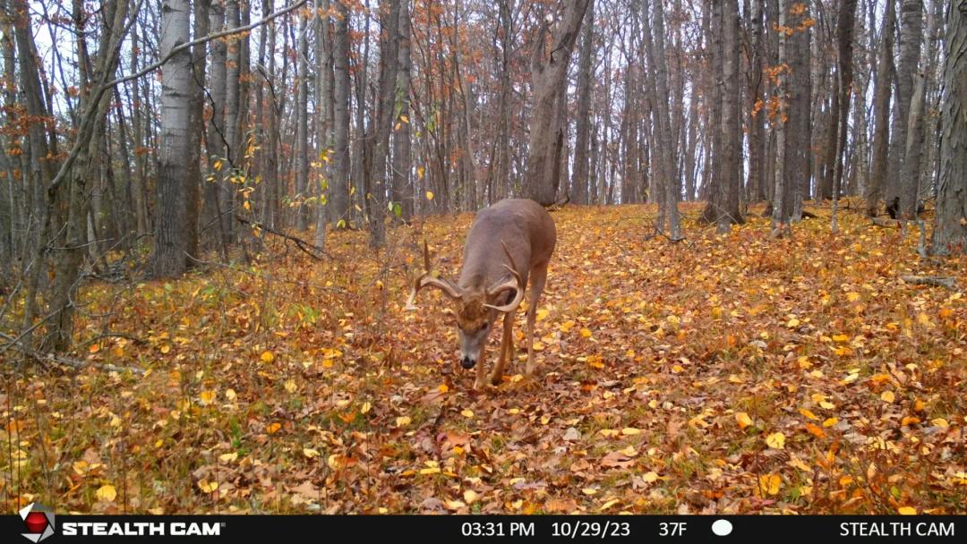 34.83-Acre Southwest Wisconsin Hunting Land | Viola, Wisconsin