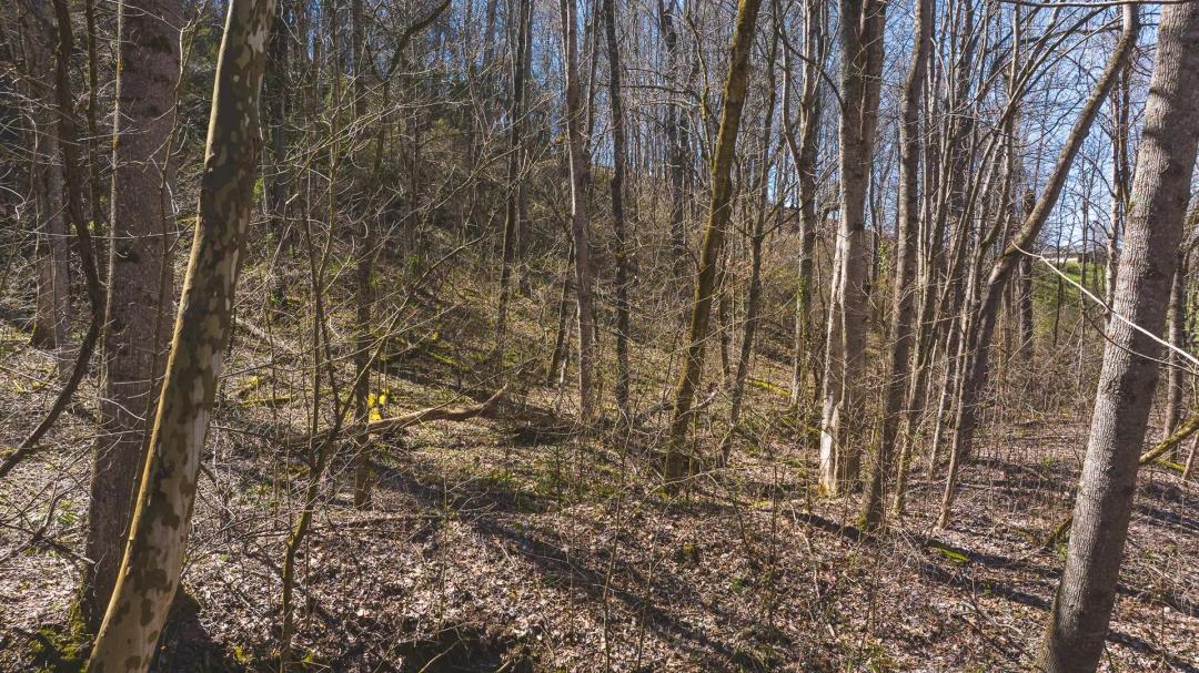Untamed Tennessee Paradise: 10+ Acres, Spring Flow, Camper & Tiny Home Haven - Bid Now!