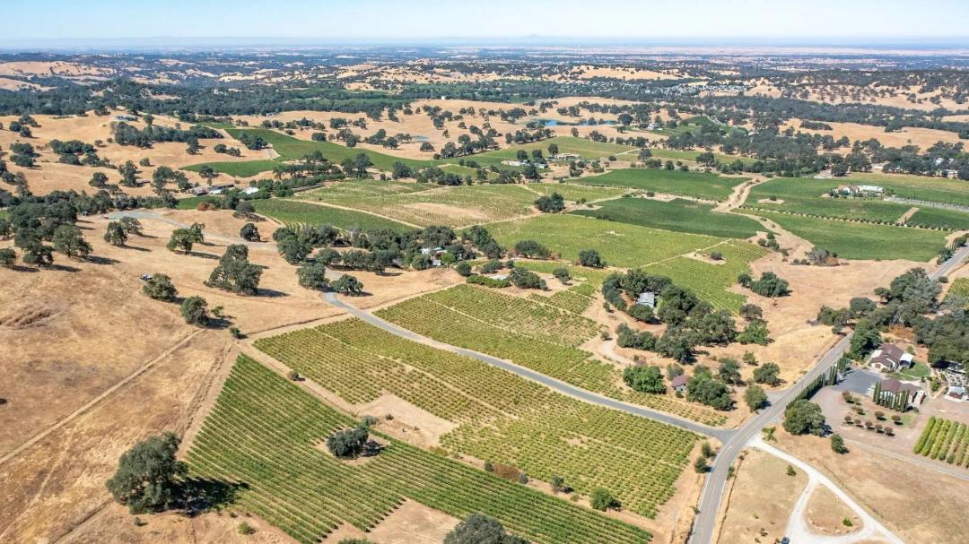 Henry's Vineyard