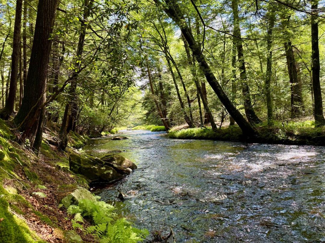 72.3 Acres Featuring Frontage on the East Mongaup River