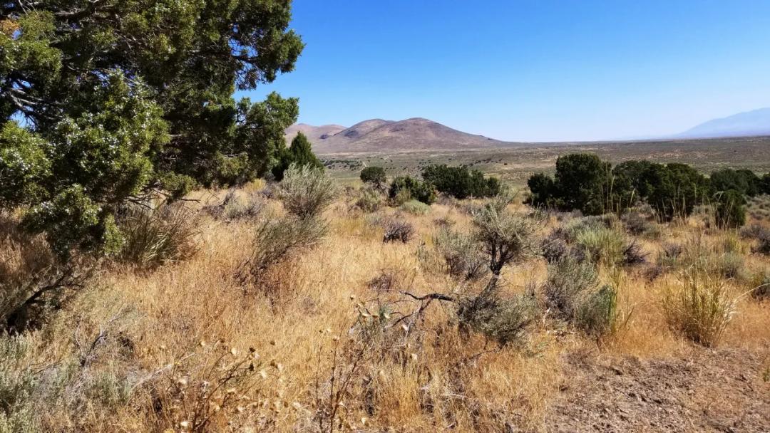 Huge Ruby Mountain Views | Level Area | Bladed