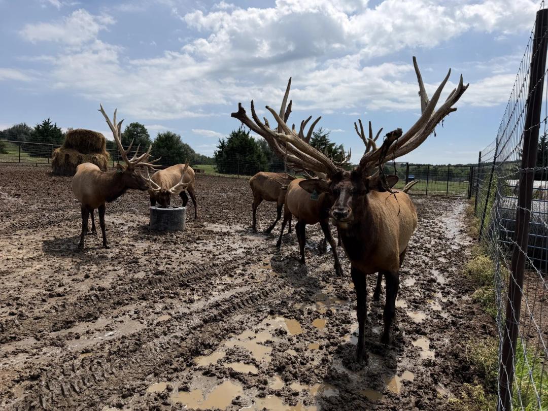 2,004 Acres, Custer County Trophy Elk Ranch
