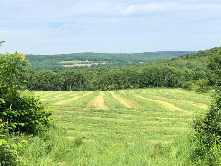 50 acres Fields, Forest, Springs, Views and Home Sites Whitney Point NY