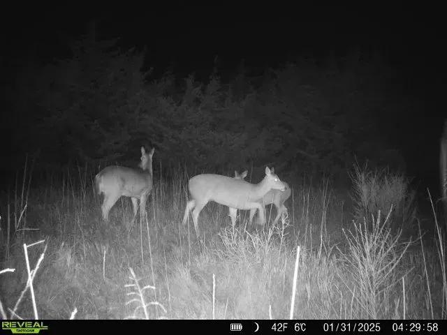 Nemaha 90 +/- Acres