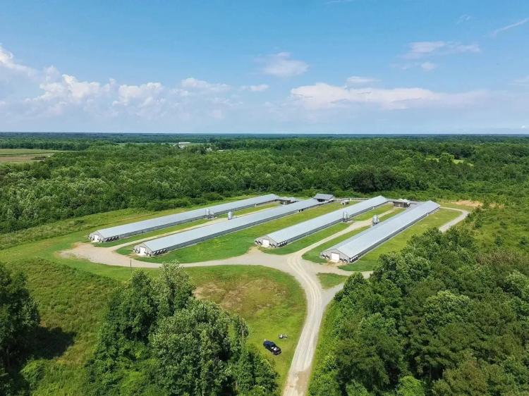Huffman Family Hens – Four House Breeder Farm in Duplin Co., North Carolina