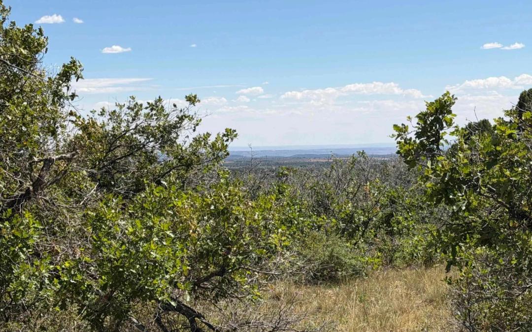 36 Acres of Mountain Land in Hesperus, CO for Sale