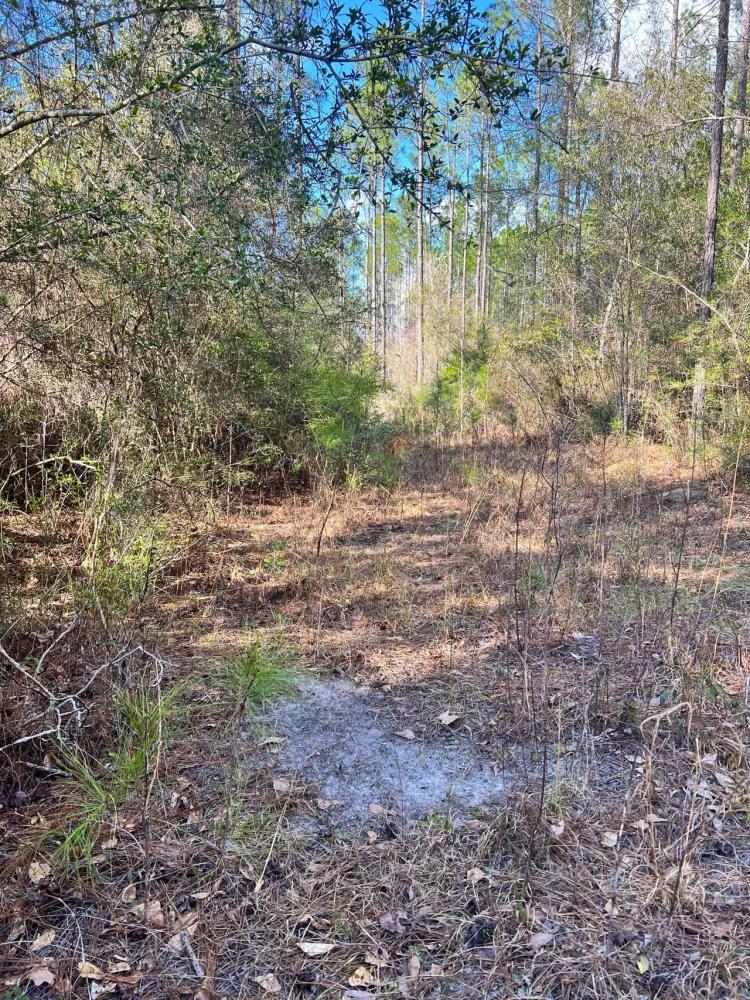 Conecuh Forest 80