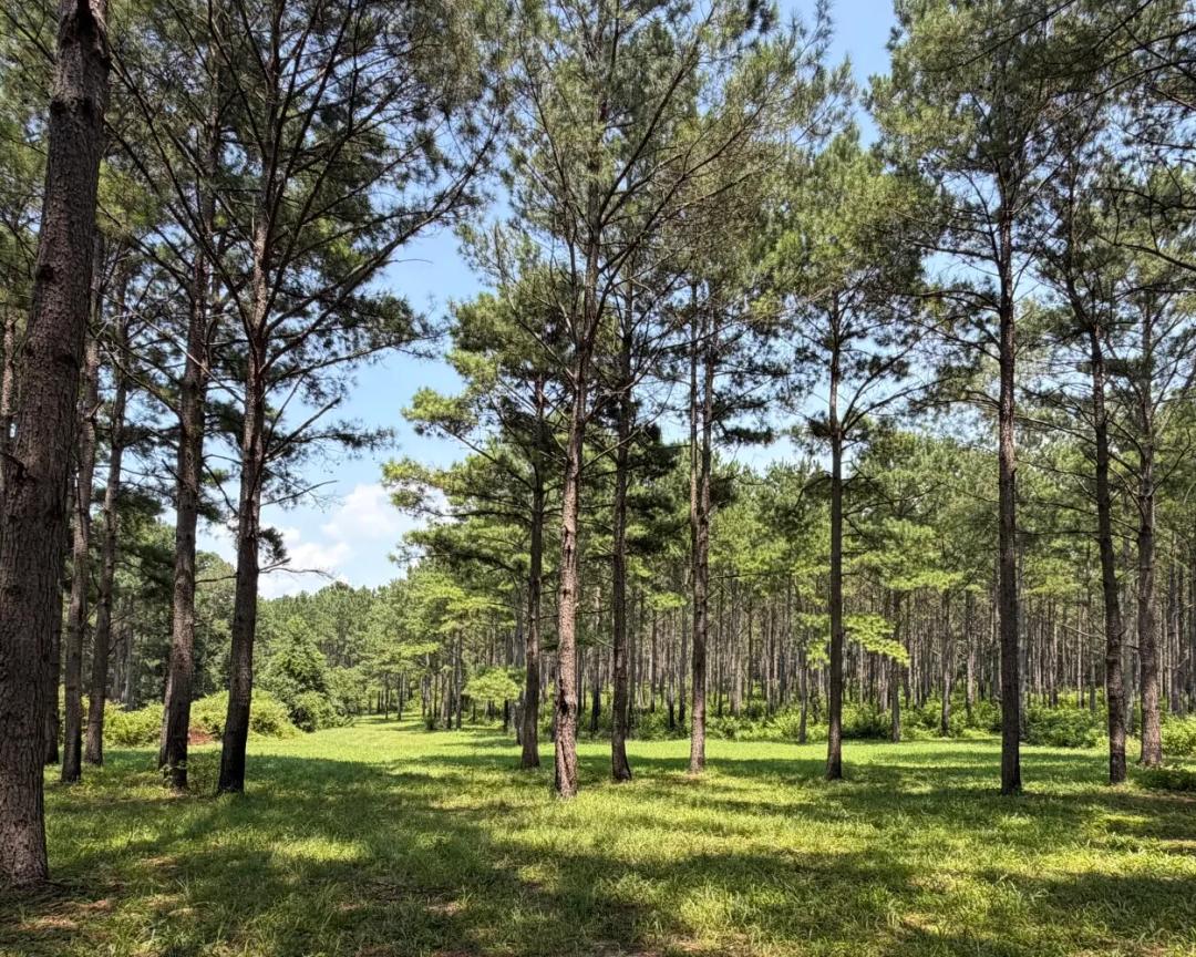 46.00 Acres at  O County Road 355