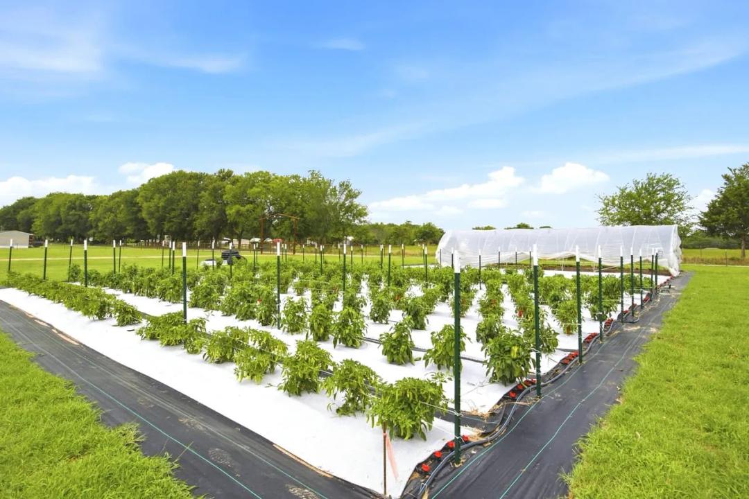 Emory Market Gardens – Specialty Mushrooms & Garden-Fresh Produce, Emory, Texas