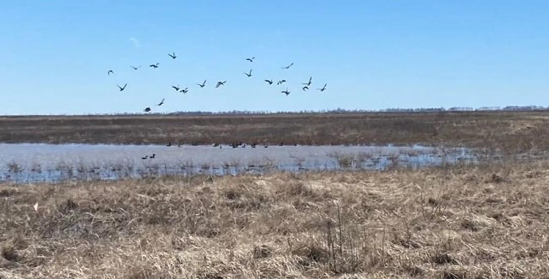 668+- Waterfowl club, New Madrid Missouri