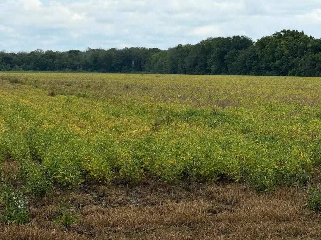 LA - Caldwell 43 acres +/-