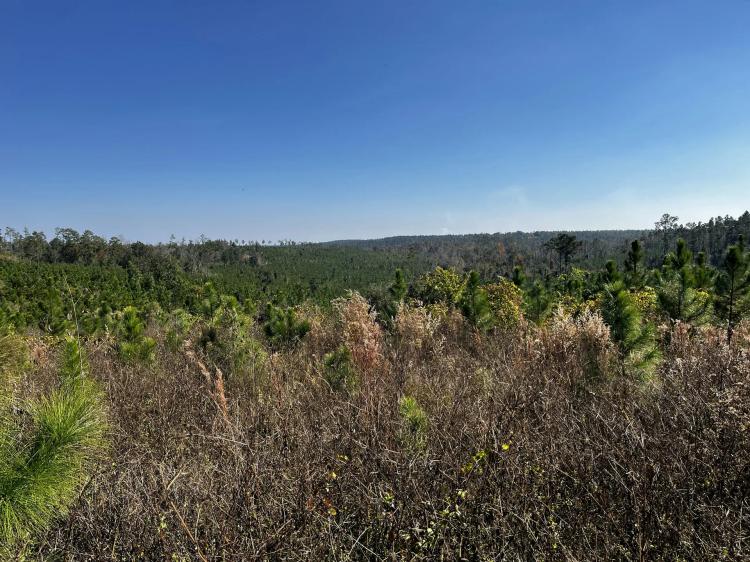 Recreational retreat, timber investment, or a future homesite, this property checks all the boxes!