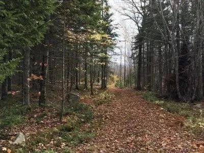 Build Your Get-Away Home on First Roach Pond