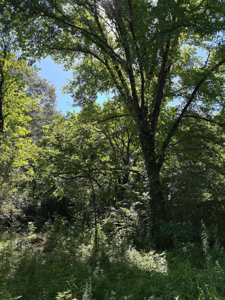 64 Acres in Yalobusha County, MS 