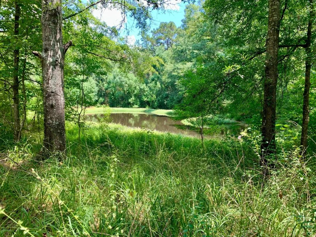 32+/- Acres in Byram. Premium Hard Woods