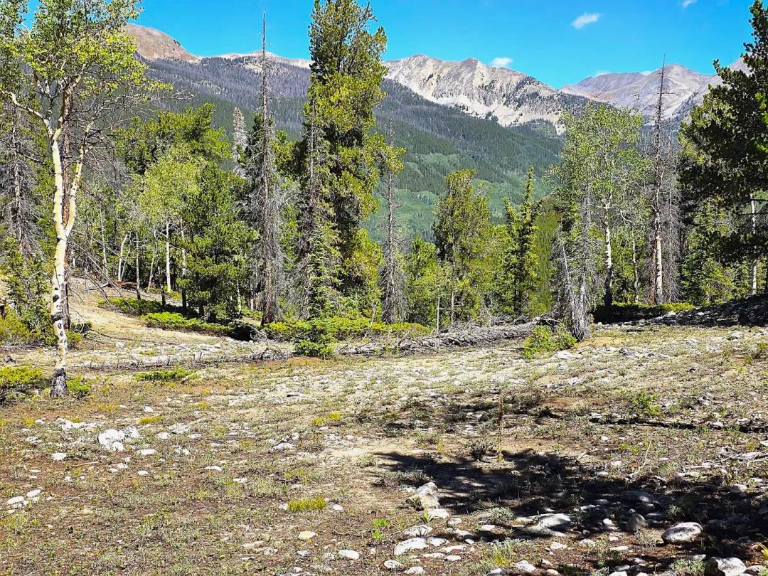 140 ± Acre Mountain Property for Sale in Whitepine, Colorado