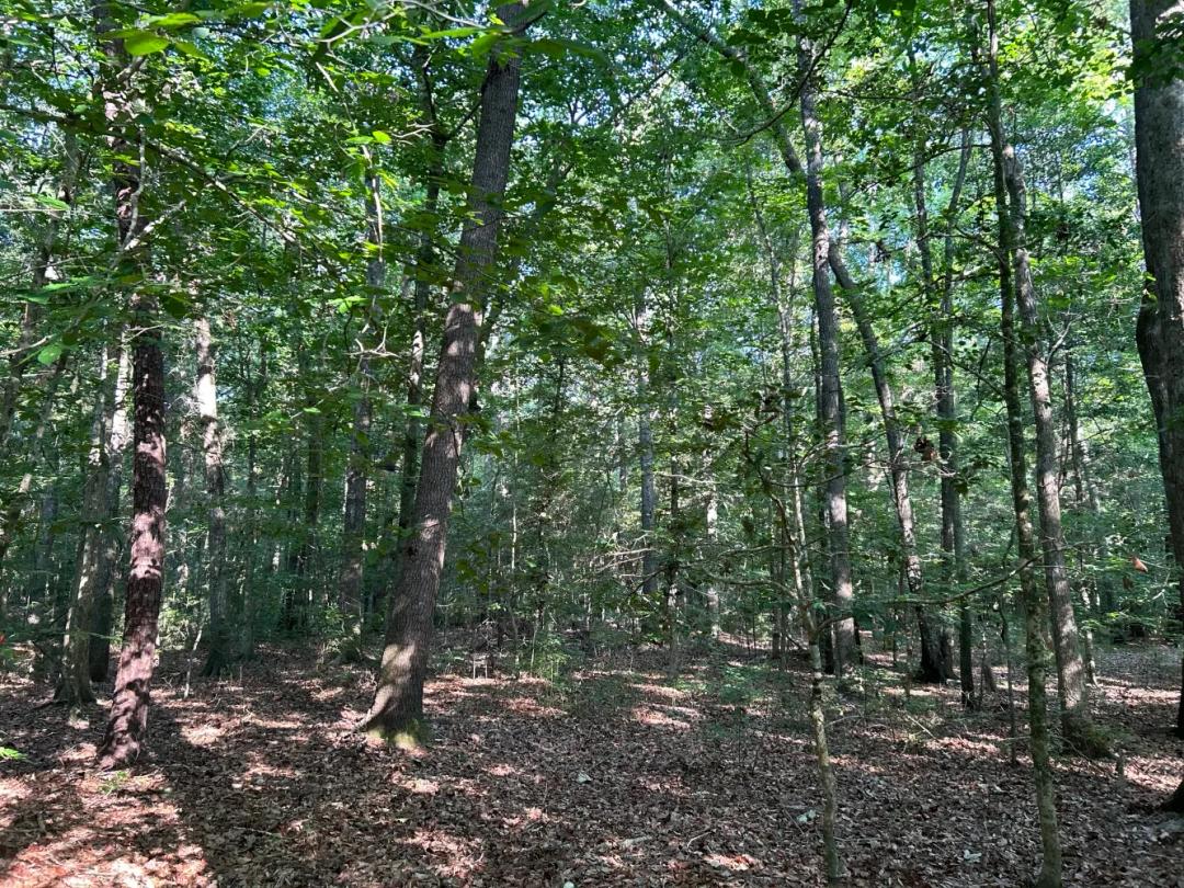 3.27 Acres at 0 Swamp Fox Drive