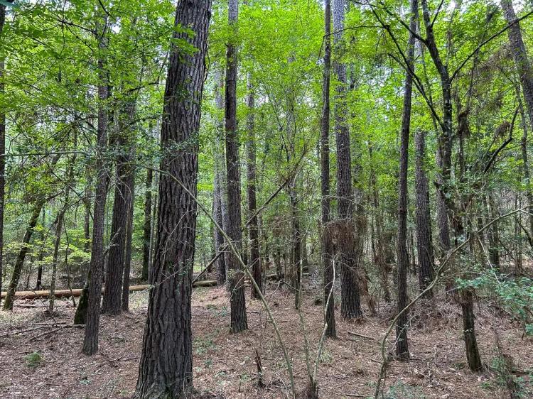 180 Acres | County Line Road