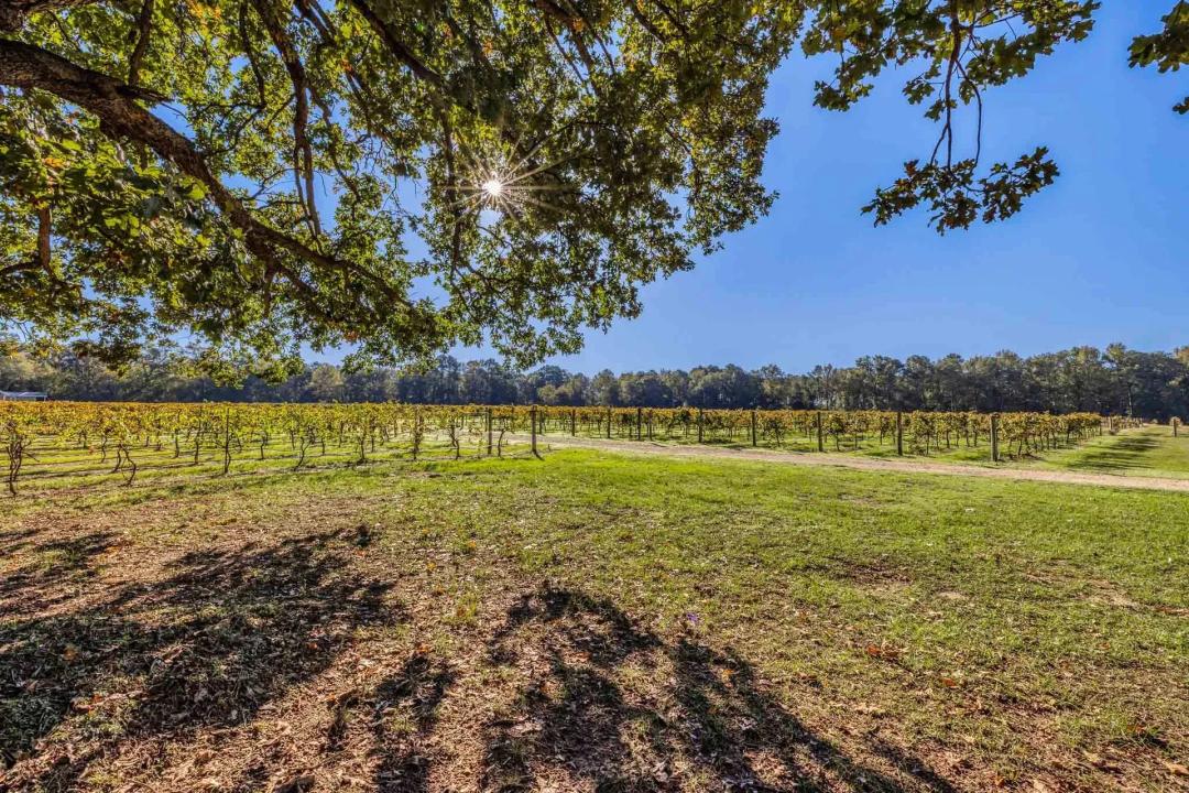 Camp County | Los Pinos Ranch Vineyards | S of Pittsburg