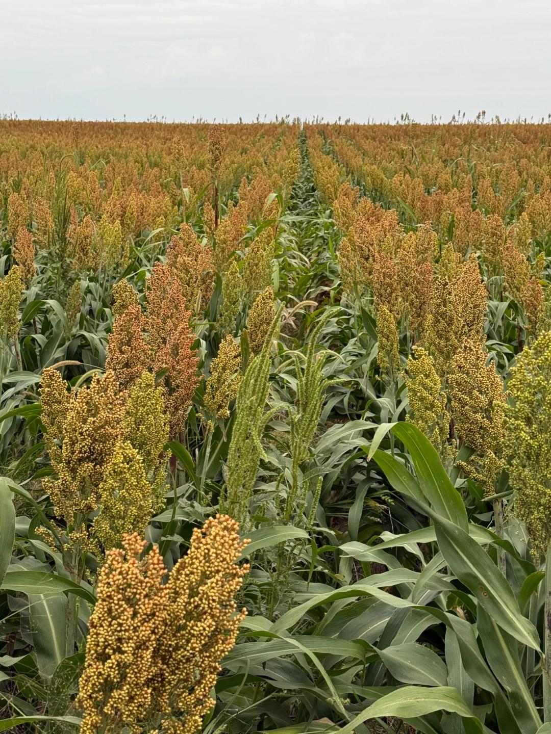 Rebel Farm Ground 640+- CRP-Tillable-Minerals