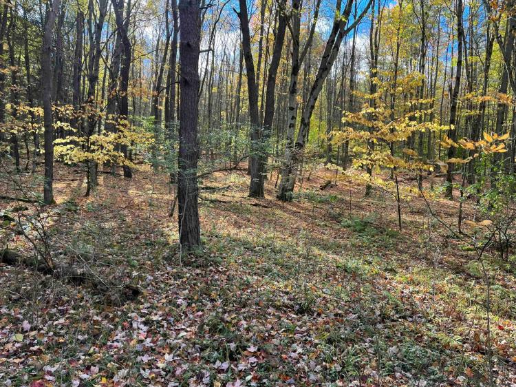 183 acres Hunting Land and Recreational Land in Cuba NY Wolf Creek Road