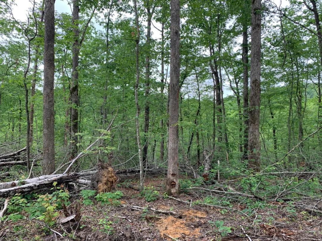 25.00 Acres at 1900 Waterway Acres Road