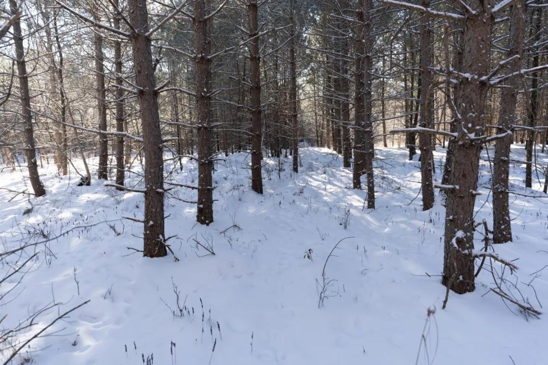Juneau County 80 Acres Timber tract