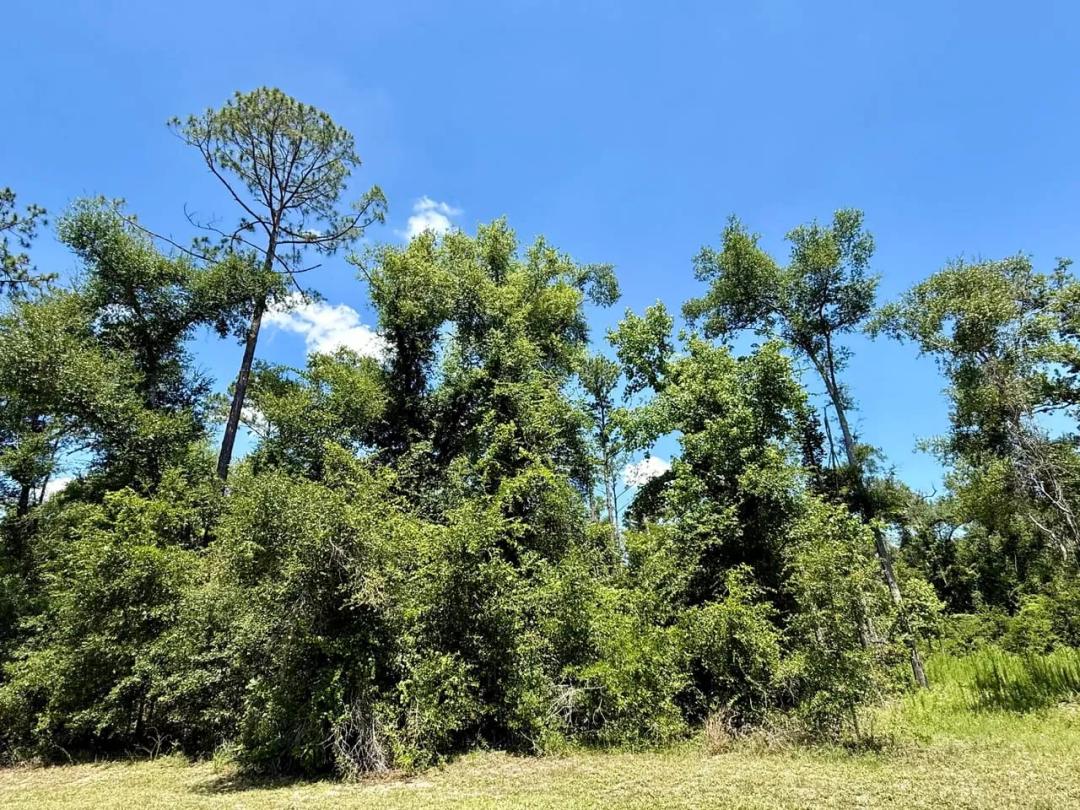 Rare Opportunity to Build on One of Riverwoods' Largest Homesites in Advent Christian Village