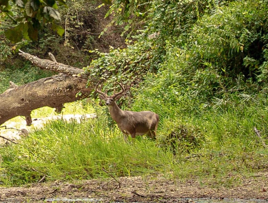 Timber, Winding Creeks & Trophy Whitetail