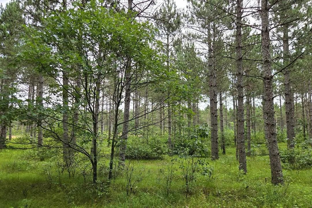 THE WEEKEND ESCAPE 2.01 Private Wooded Acres | Rome, Wisconsin