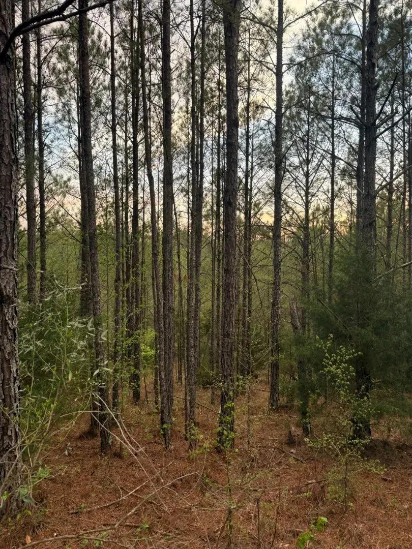 4.8 Acres in Kemper County, MS 