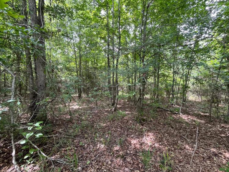 71 Acres in Lincoln Parish, LA 