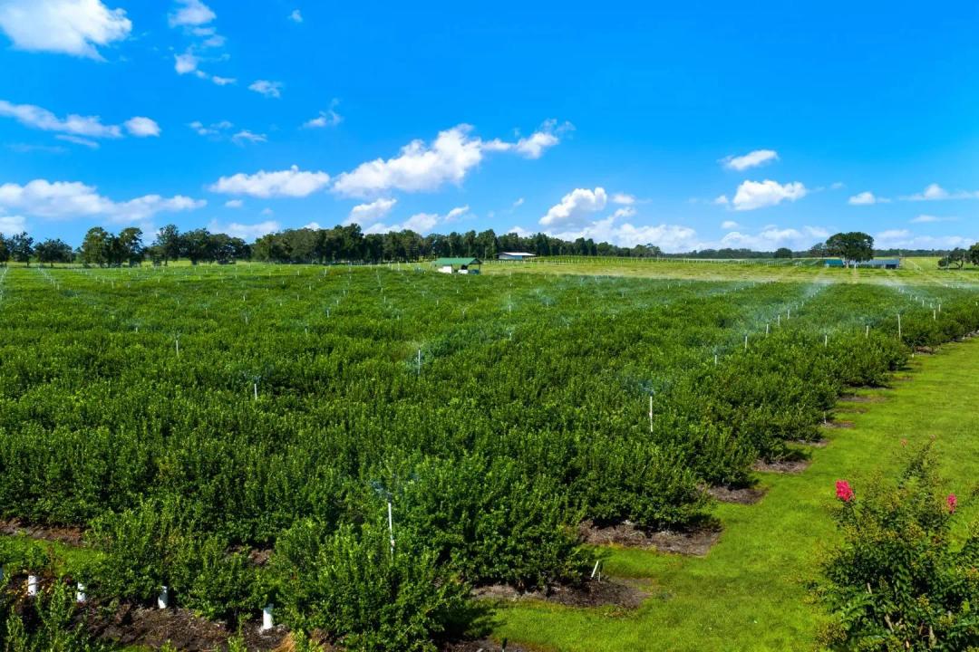 Williston Rolling Hills Blueberry and Agritourism Operation