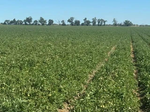 324 Acres of Farmland in Woodland, CA for Sale