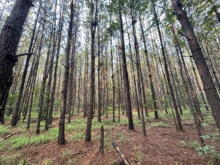 Mathews, AL Homesite with Beautiful Mature Trees