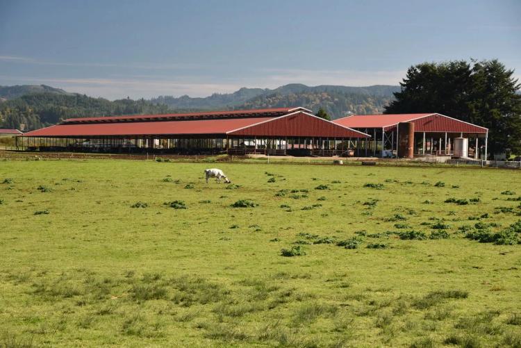 970 +/- Acre Organic Dairy - Myrtle Point, Oregon 