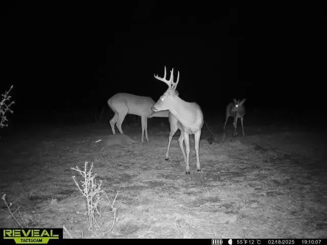 101.7+/- Acres in the Heart of the Homochitto National Forest