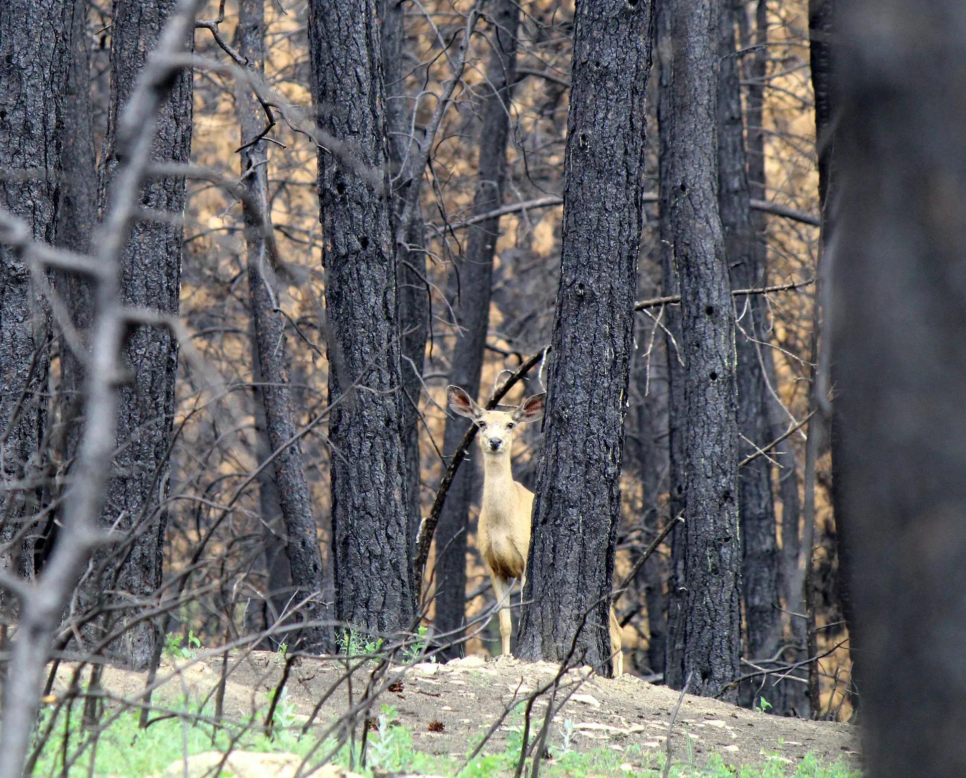 img_EH-19-2021-doe-watching
