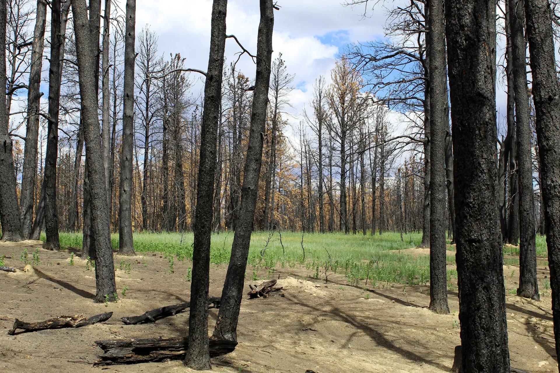 img_EH-19-2021-many-burnt-trees