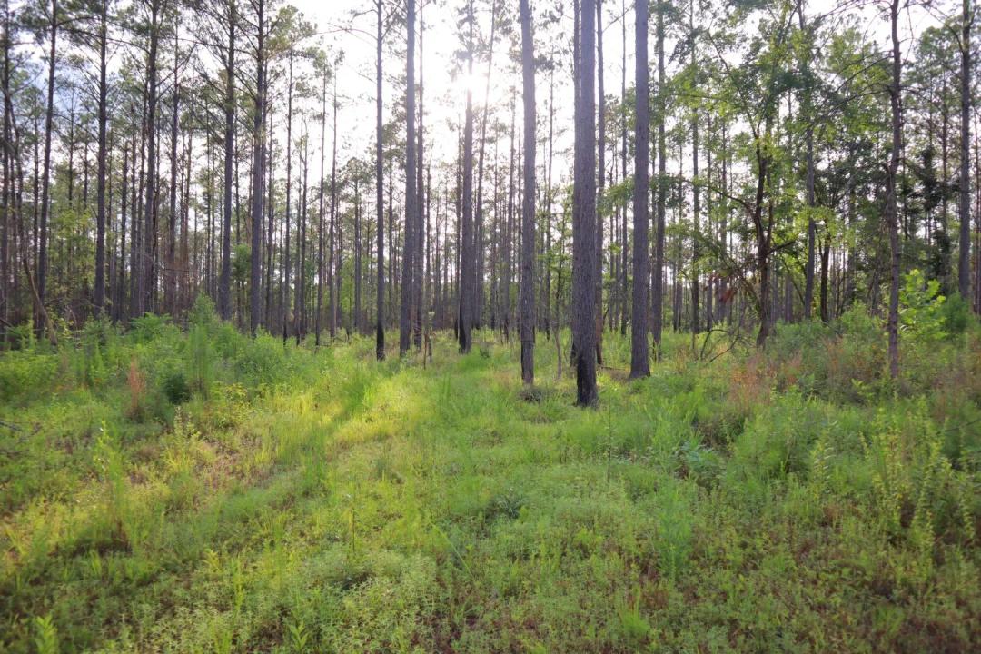 156 Acres in Calhoun County, MS 