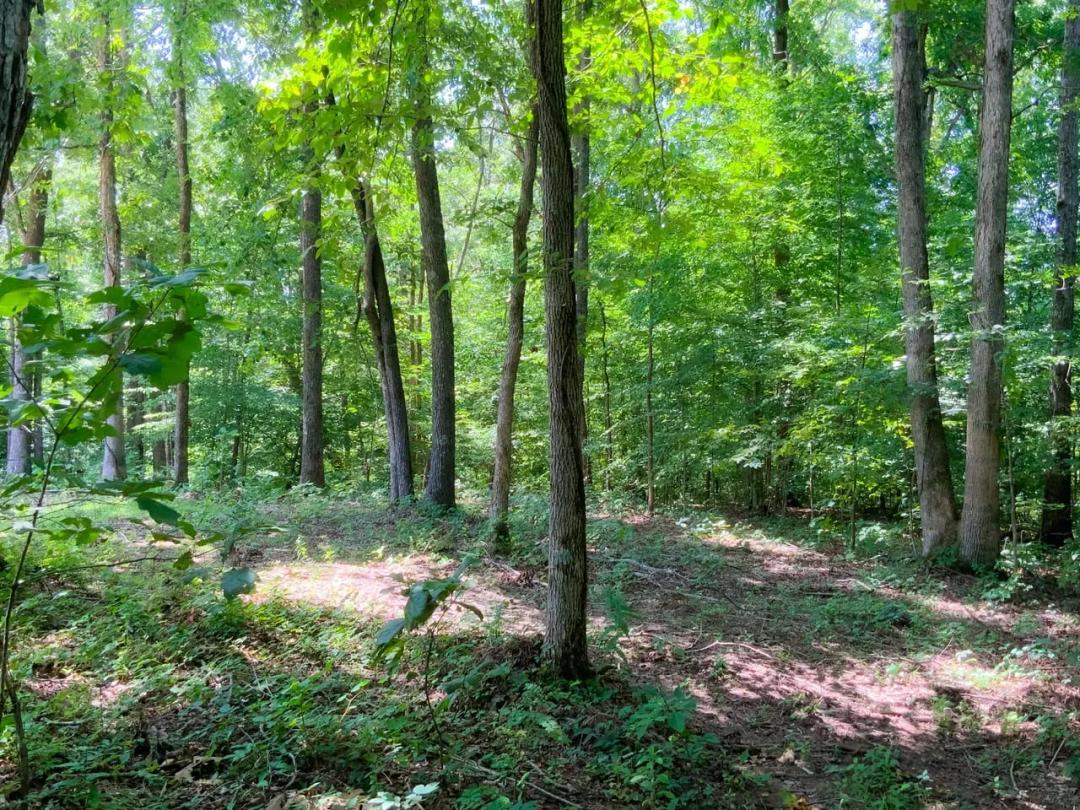 4.5 Acre Lot Minutes from Kentucky Lake and Lake Barkely!