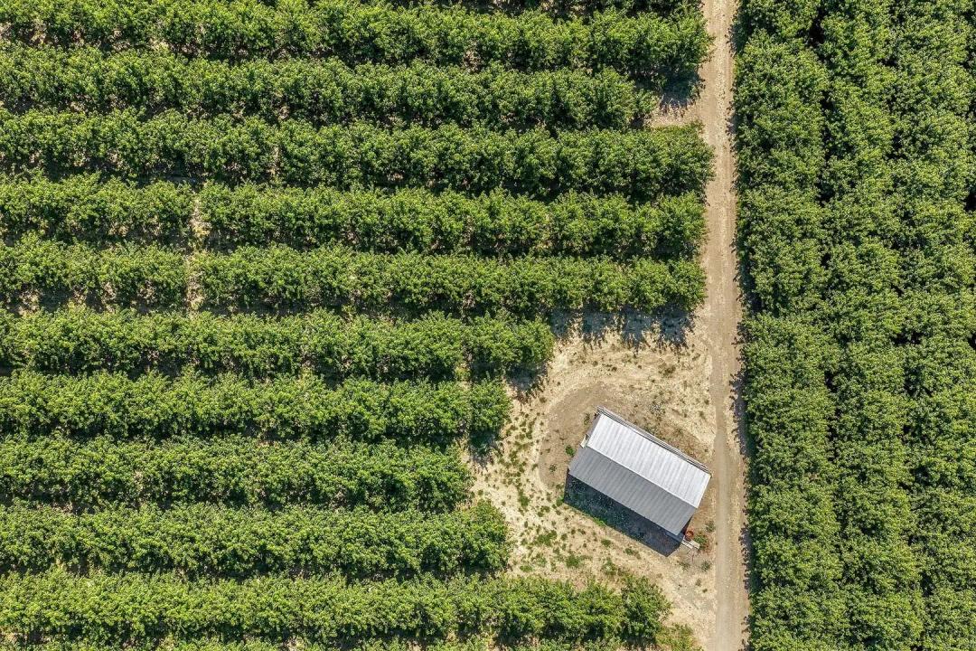 McAllister Orchard