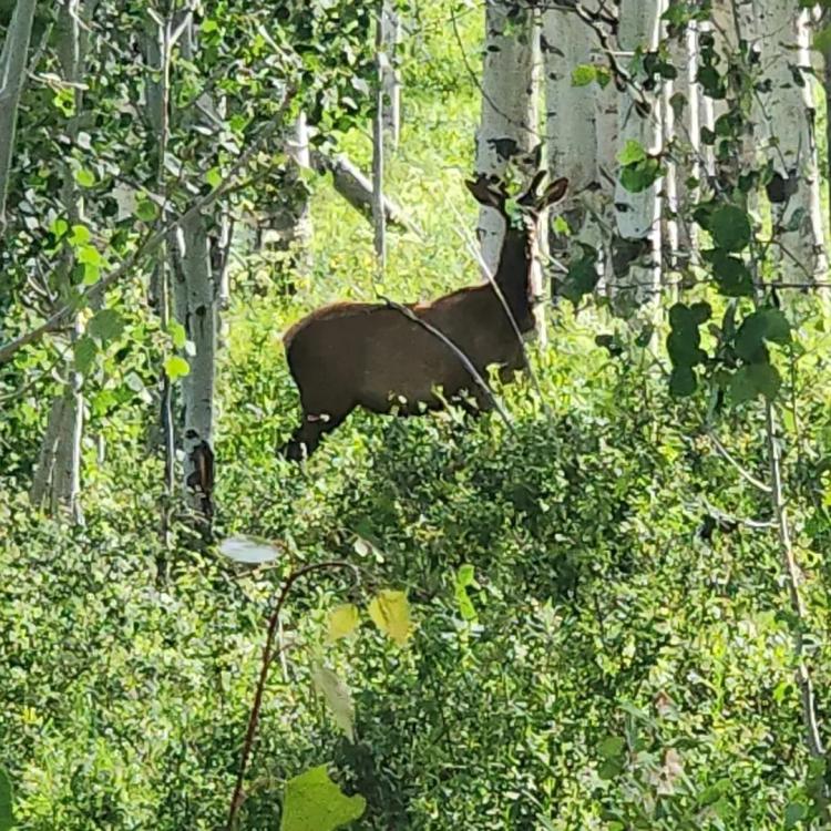 Hunting Acreage in GMU 62 with Cabin